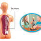The Human Body Science Nature toy for kids