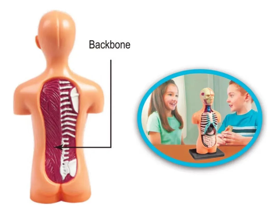 The Human Body Science Nature toy for kids
