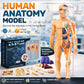 The Human Body Model LF6688-24A MAS KIDZ