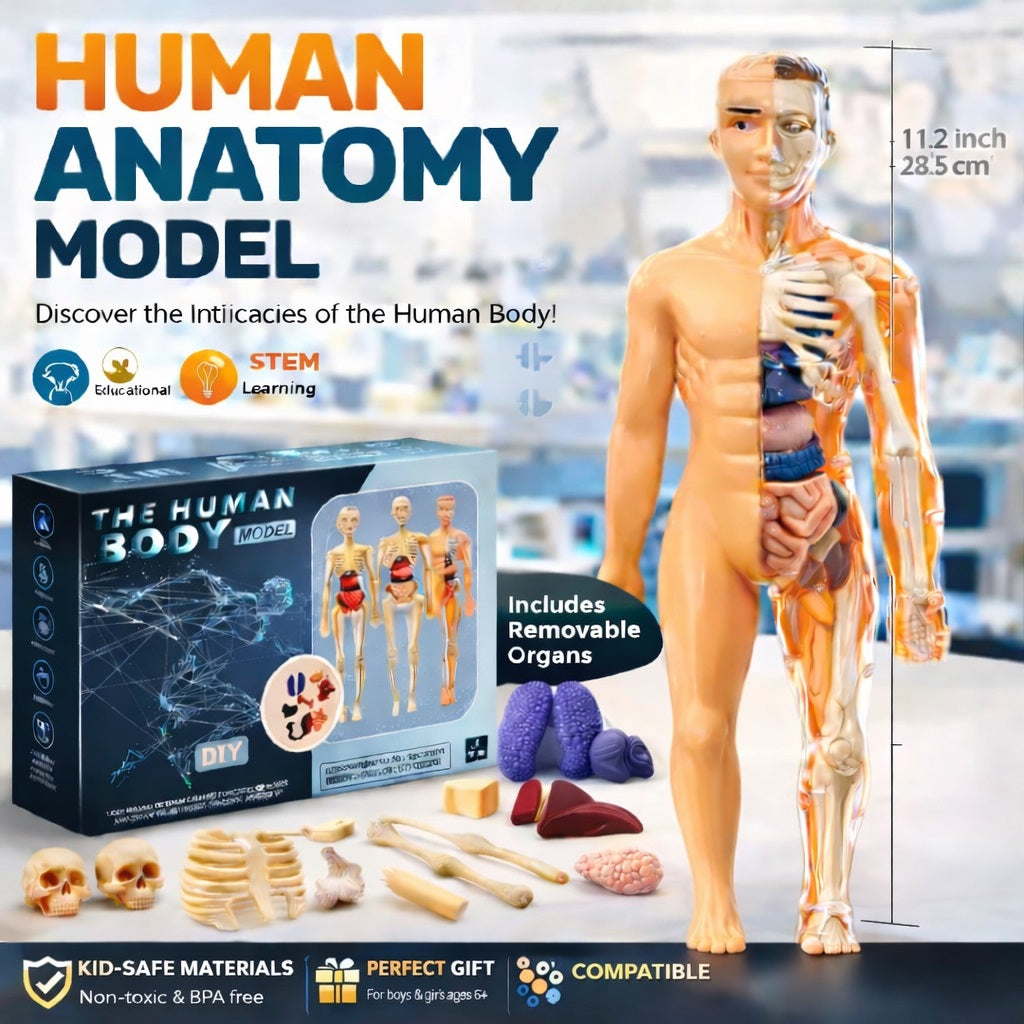 The Human Body Model LF6688-24A MAS KIDZ
