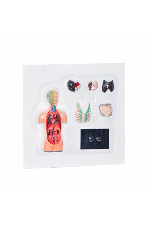 The Human Body Science Nature toy for kids