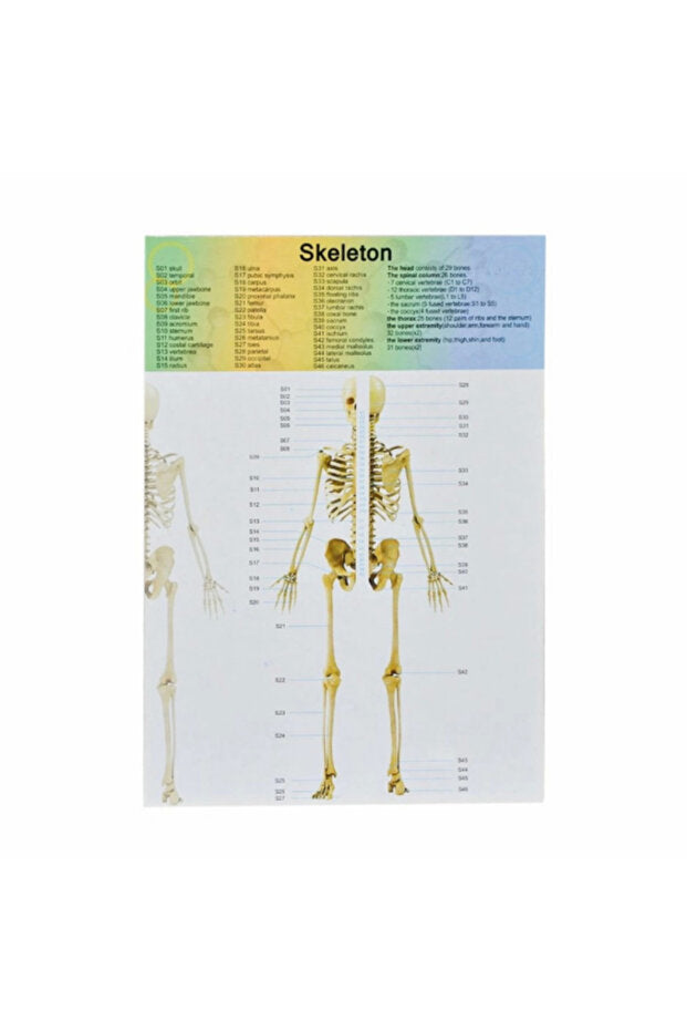 The Human Body Science Nature toy for kids