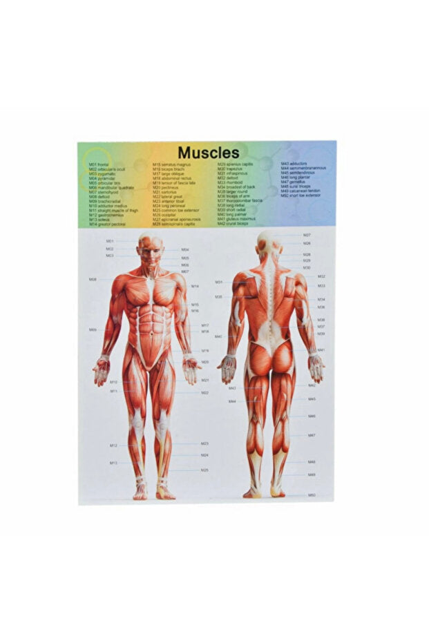 The Human Body Science Nature toy for kids