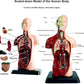 Human Anatomy Model TXMR-027 MAS KIDZ