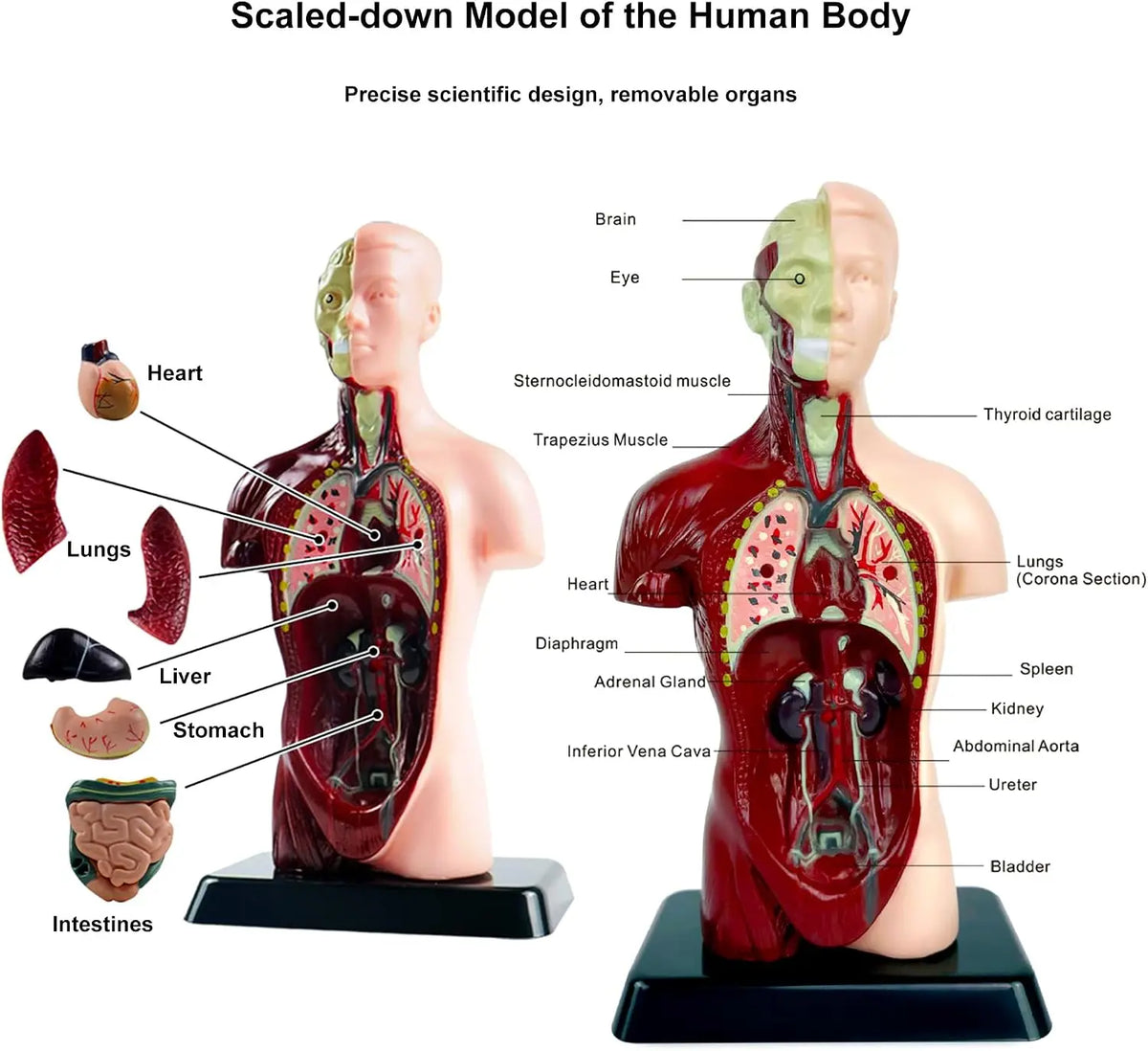 Human Anatomy Model TXMR-027 MAS KIDZ