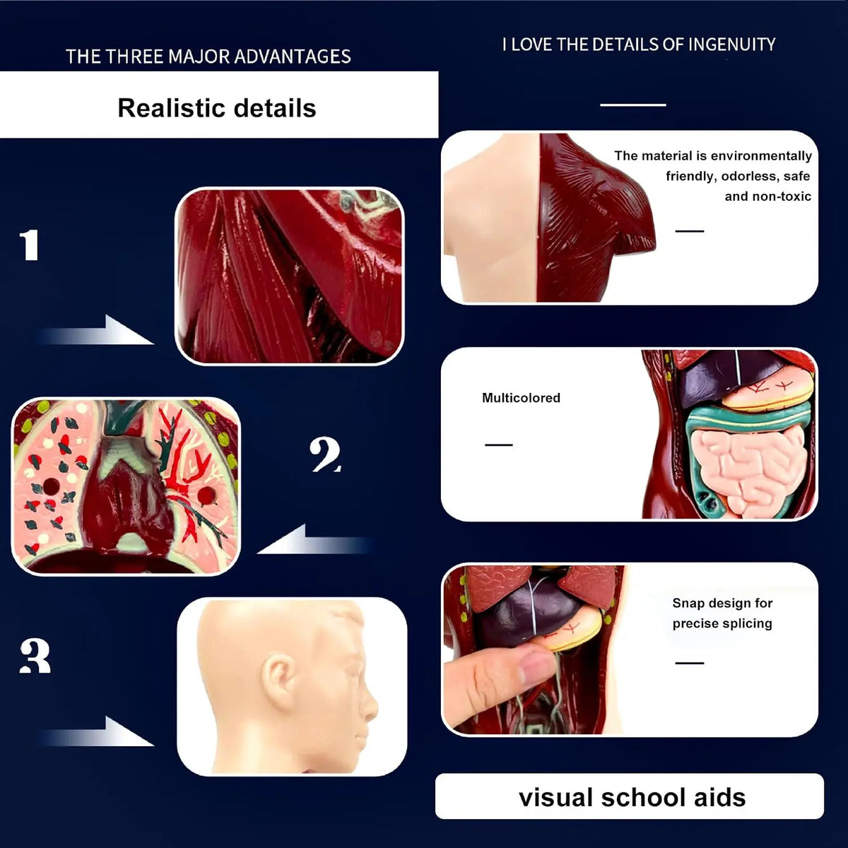 Human Anatomy Model TXMR-027 MAS KIDZ