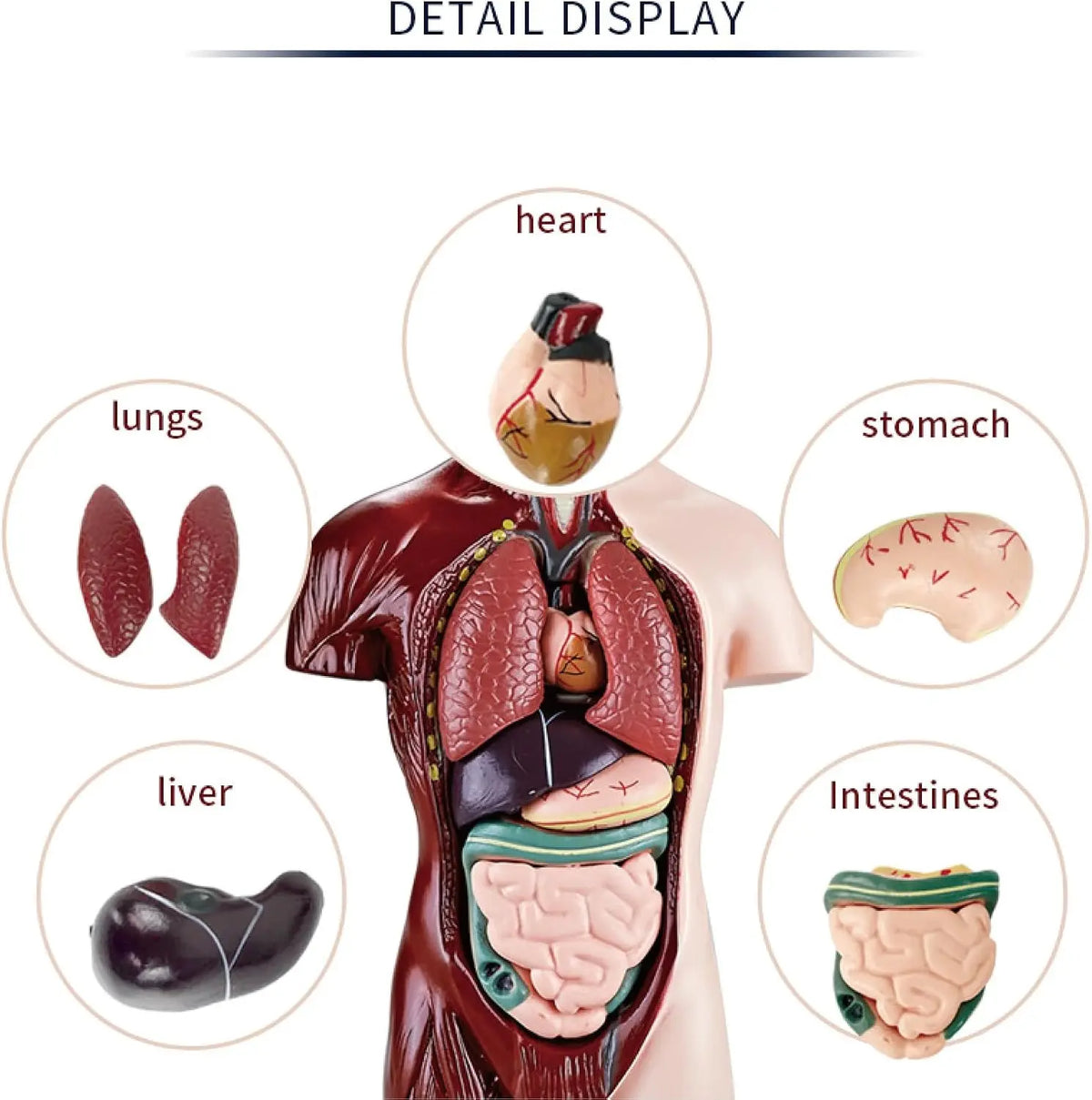 Human Anatomy Model TXMR-027 MAS KIDZ