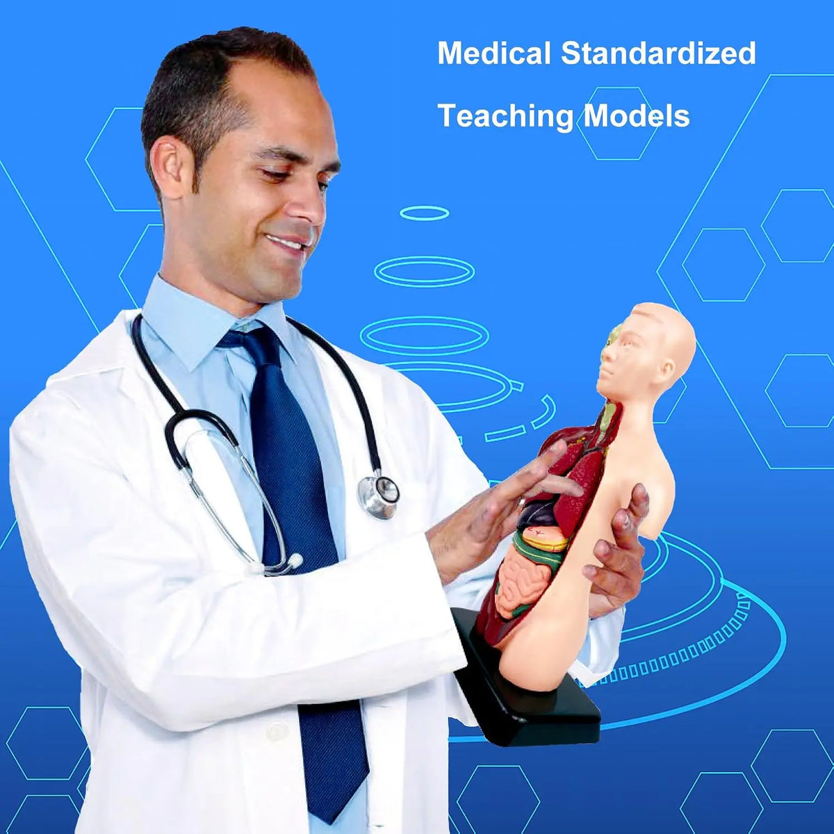 Human Anatomy Model TXMR-027 MAS KIDZ