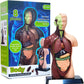 Human Anatomy Model TXMR-027 MAS KIDZ