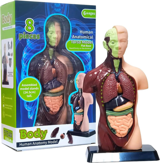 Human Anatomy Model TXMR-027 MAS KIDZ