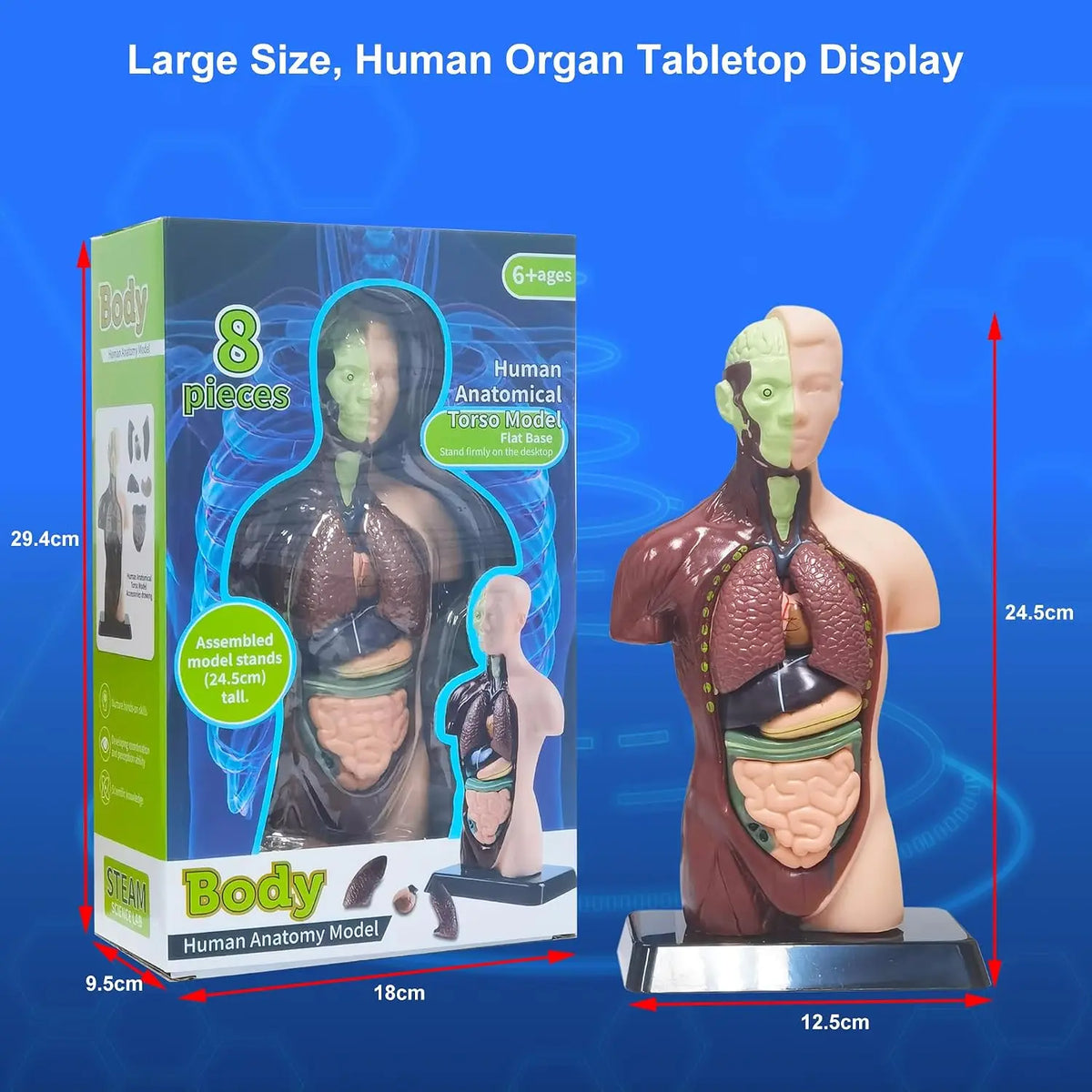 Human Anatomy Model TXMR-027 MAS KIDZ