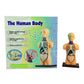 The Human Body Science Nature toy for kids