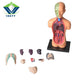 The Human Body Science Nature toy for kids