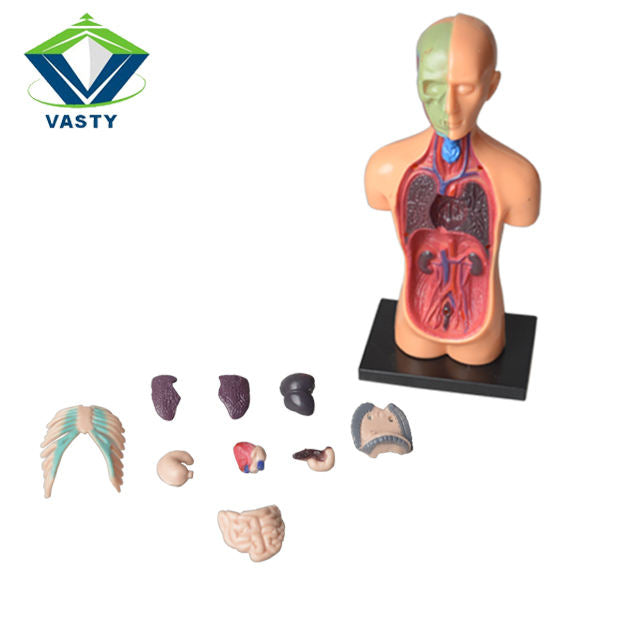 The Human Body Science Nature toy for kids