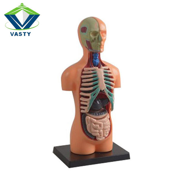 The Human Body Science Nature toy for kids