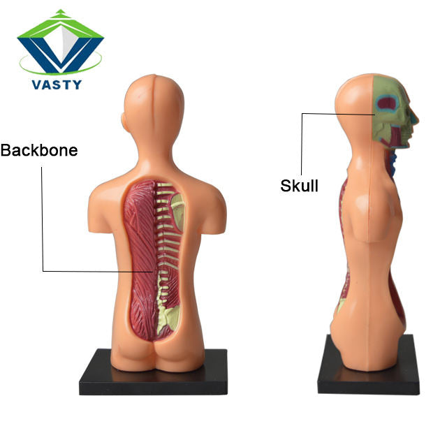 The Human Body Science Nature toy for kids