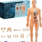 The Human Body Model LF6688-24A MAS KIDZ