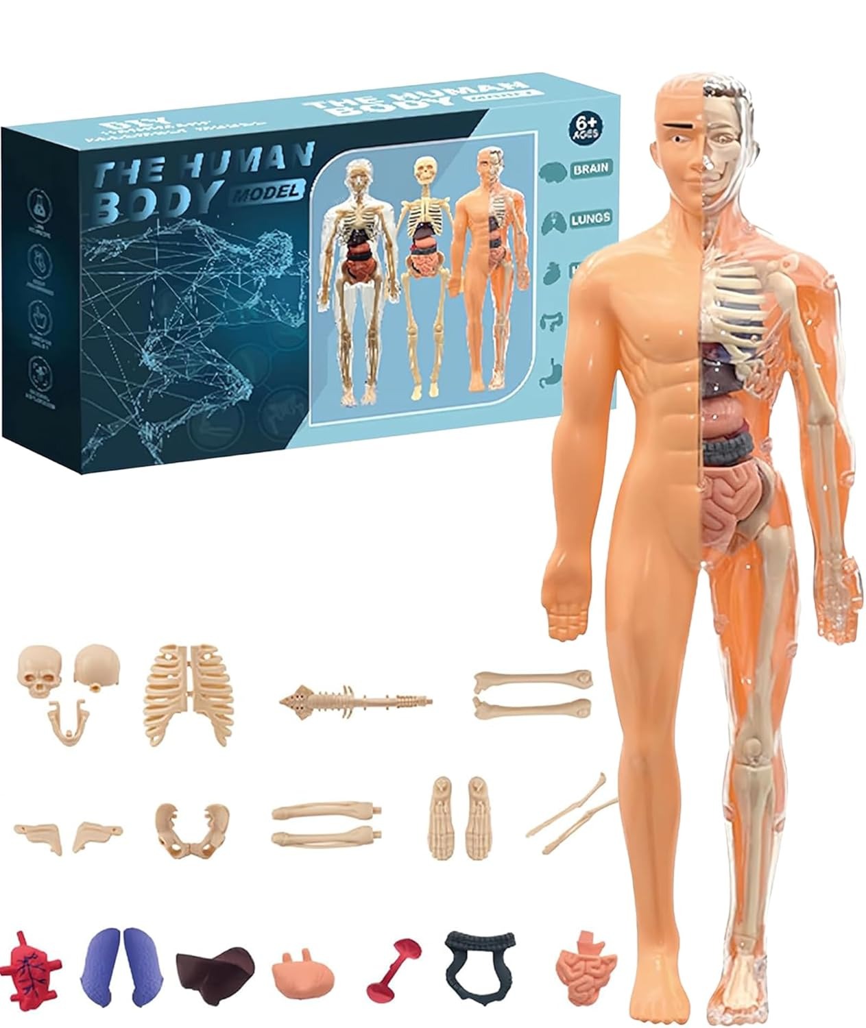 The Human Body Model LF6688-24A MAS KIDZ