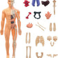 The Human Body Model LF6688-24A MAS KIDZ