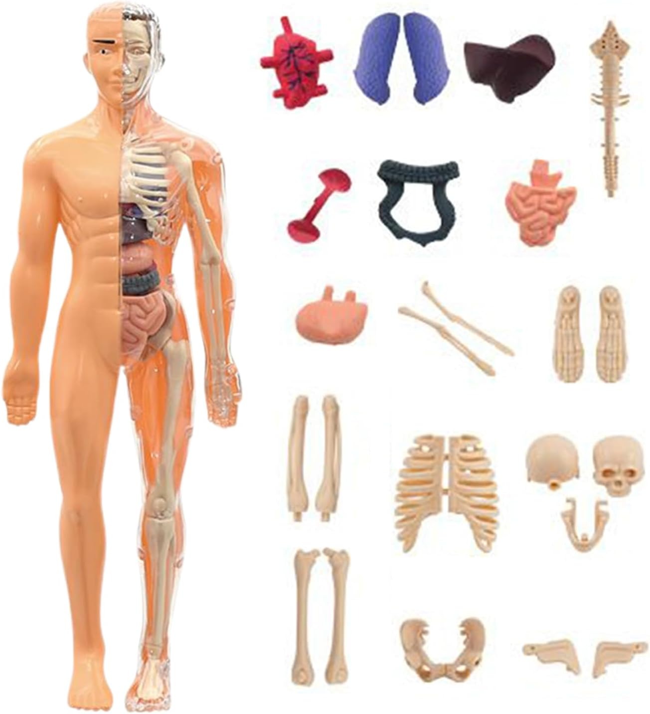 The Human Body Model LF6688-24A MAS KIDZ