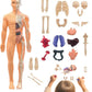 The Human Body Model LF6688-24A MAS KIDZ