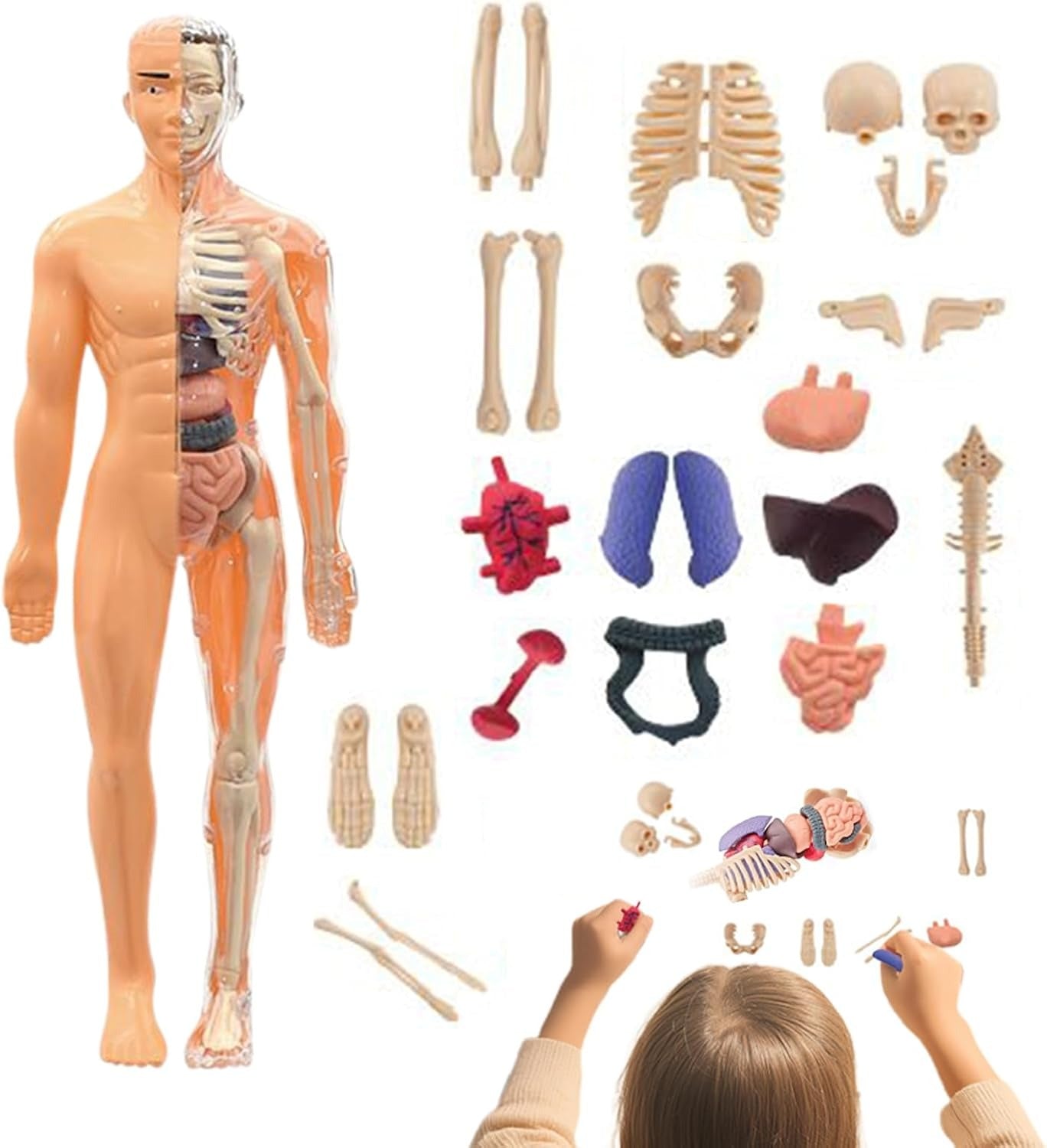 The Human Body Model LF6688-24A MAS KIDZ
