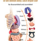 The Human Body Model LF6688-24A MAS KIDZ