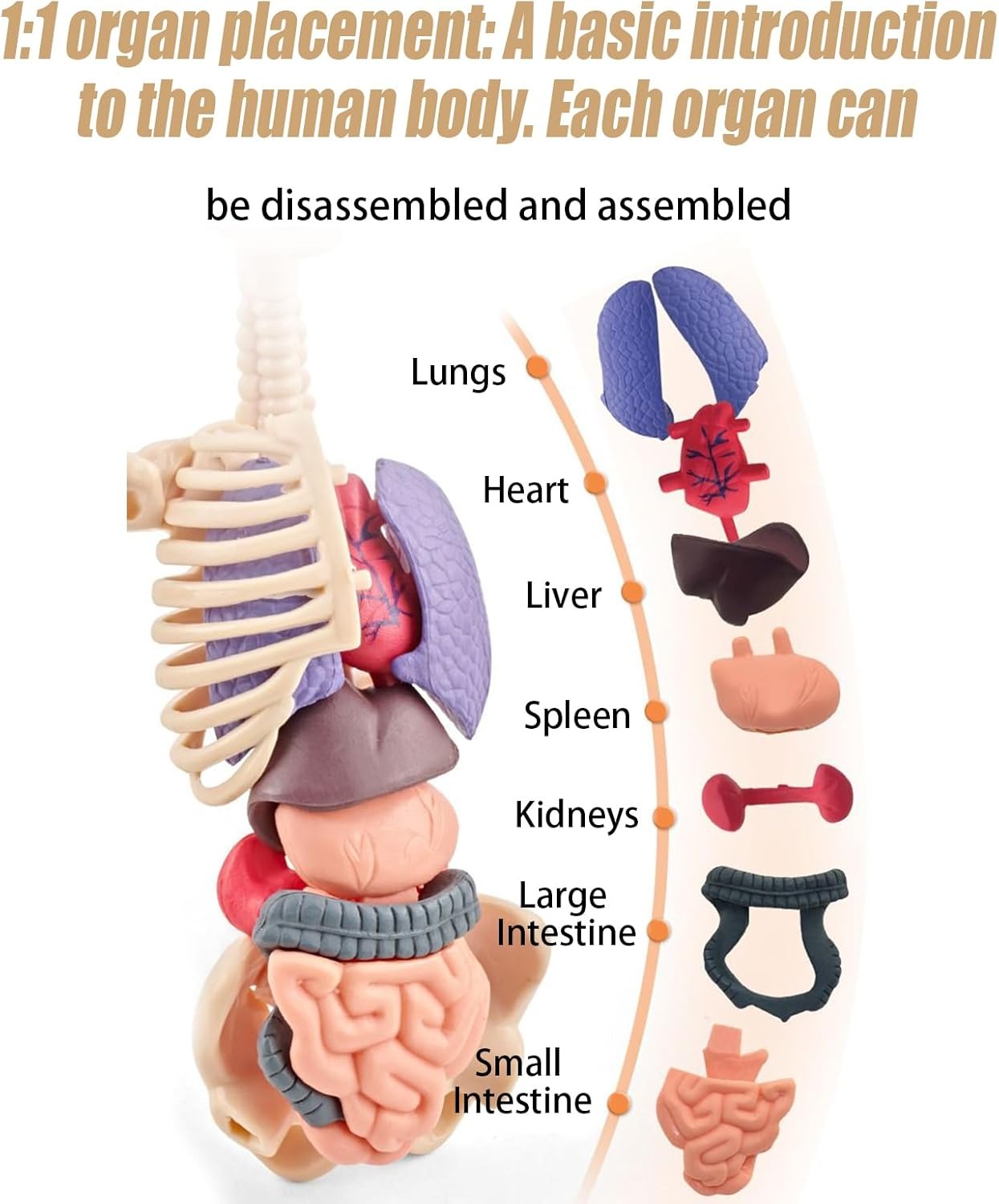 The Human Body Model LF6688-24A MAS KIDZ