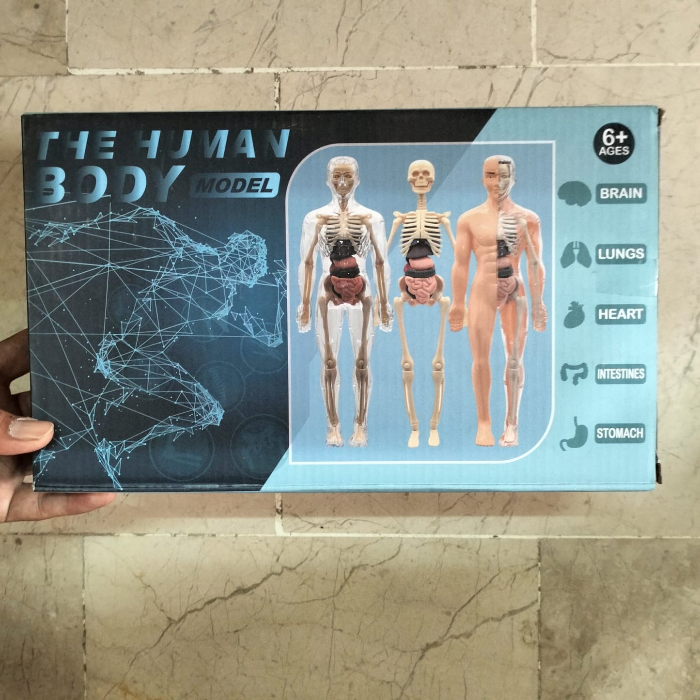 The Human Body Model LF6688-24A MAS KIDZ
