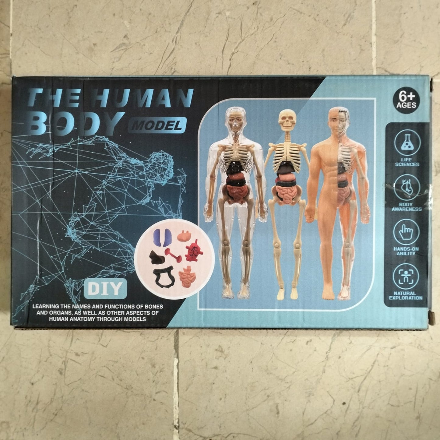 The Human Body Model LF6688-24A MAS KIDZ