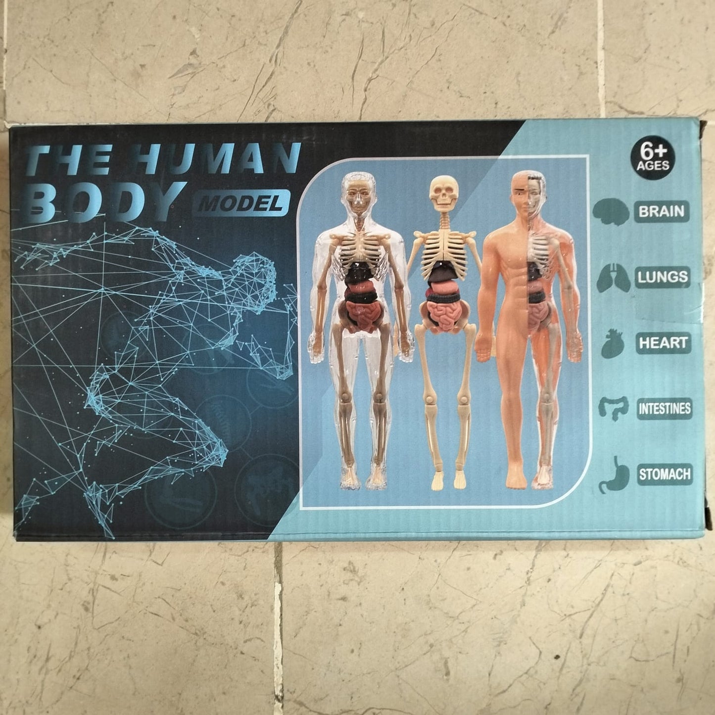 The Human Body Model LF6688-24A MAS KIDZ